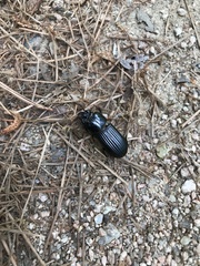 Odontotaenius disjunctus