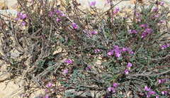 Indigofera declinata