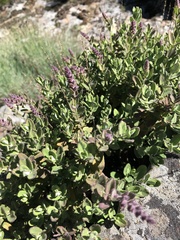 Teucrium salviastrum