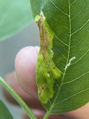 Agromyza soka