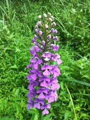 Platanthera peramoena