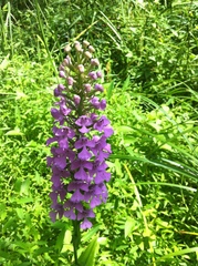 Platanthera peramoena