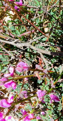 Indigofera declinata