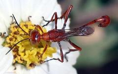 Ammophila wrightii