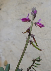 Indigofera declinata
