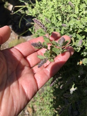 Teucrium salviastrum