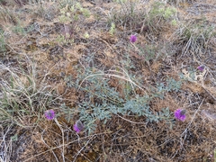 Dalea ornata