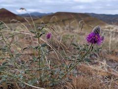 Dalea ornata