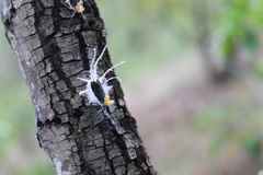 Cerogenes auricoma