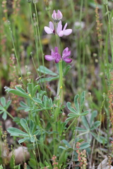 Lupinus hispanicus