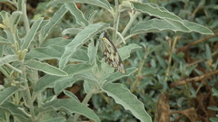 Belenois gidica abyssinica