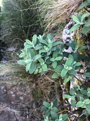 Teucrium salviastrum