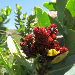 Protea witches broom phytoplasma