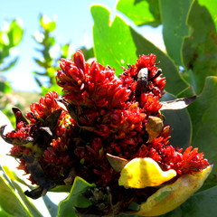 Protea witches broom phytoplasma