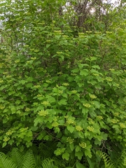 Viburnum opulus opulus