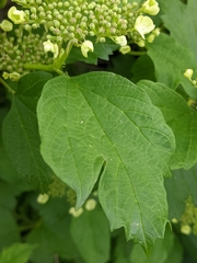 Viburnum opulus opulus
