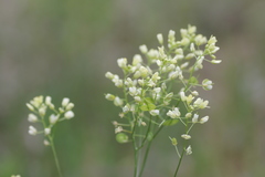 Biscutella auriculata