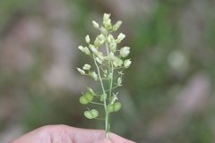 Biscutella auriculata