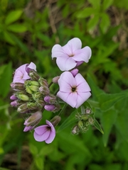 Hesperis matronalis