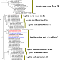 Lepista fibrosissima