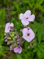 Hesperis matronalis