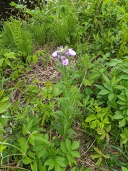 Hesperis matronalis