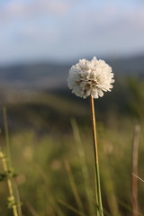 Armeria pseudarmeria