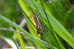 Xanthocrambus lucellus