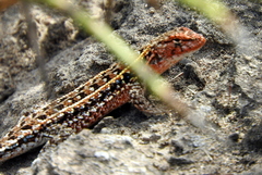 Liolaemus wiegmannii