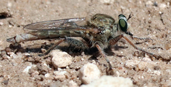 Proctacanthella