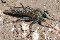 Proctacanthella