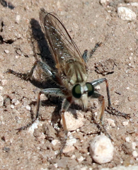 Proctacanthella