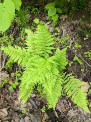 Athyrium angustum