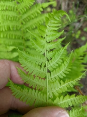 Athyrium angustum