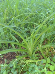 Hemerocallis lilioasphodelus