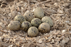 Recurvirostra avosetta