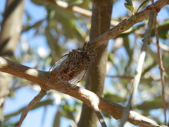 Cicada