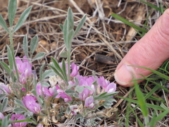 Astragalus tridactylicus