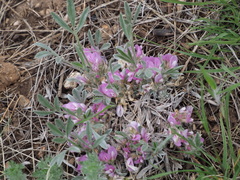 Astragalus tridactylicus