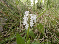 Neotinea conica