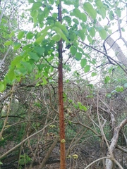 Sarcomphalus amole