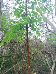 Sarcomphalus amole