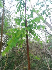 Sarcomphalus amole