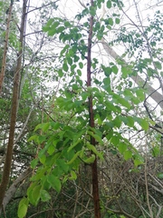 Sarcomphalus amole