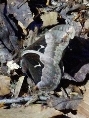 Callosamia angulifera