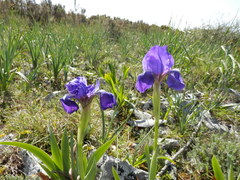 Iris lutescens subbiflora