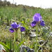 Iris lutescens subbiflora - Photo (c) Hugo Gaspar, some rights reserved (CC BY-NC), uploaded by Hugo Gaspar