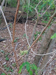 Sarcomphalus amole