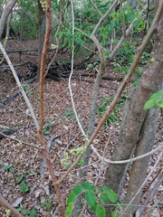 Sarcomphalus amole
