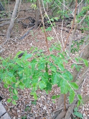 Sarcomphalus amole